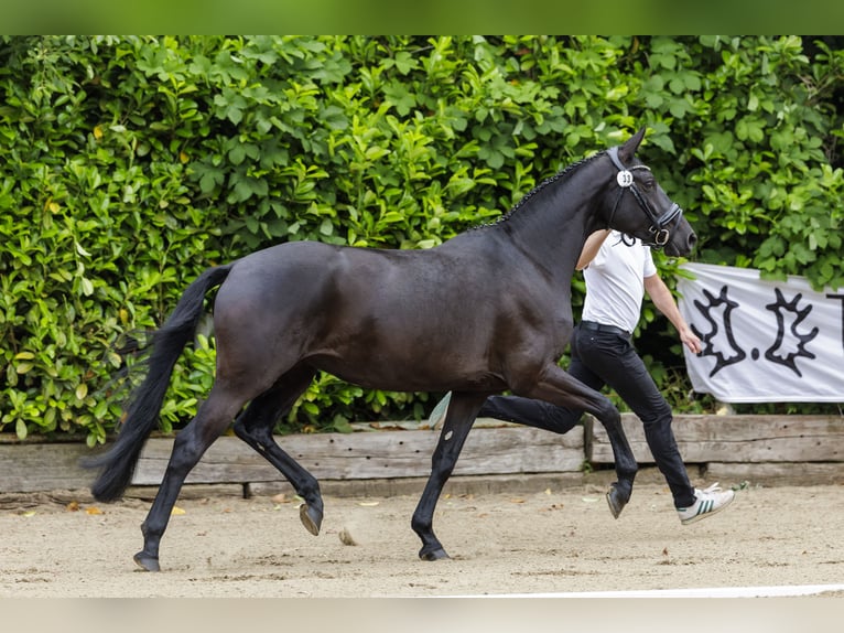 Trakehner Mare 5 years 16,1 hh Black in Bosau