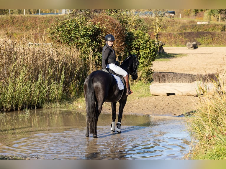 Trakehner Mare 5 years 16,1 hh Black in Neumünster