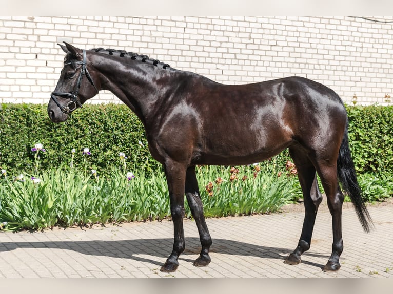 Trakehner Mare 5 years 16,1 hh Black in Vilnius