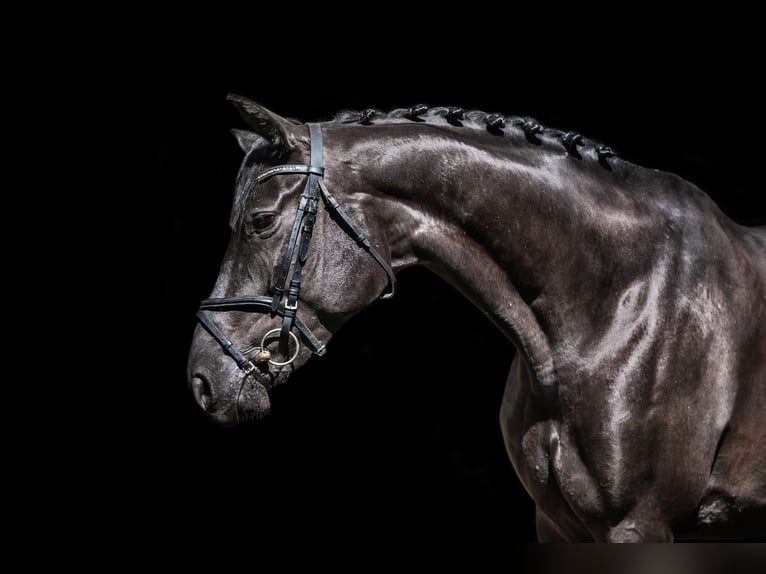 Trakehner Mare 5 years 16,1 hh Black in Vilnius