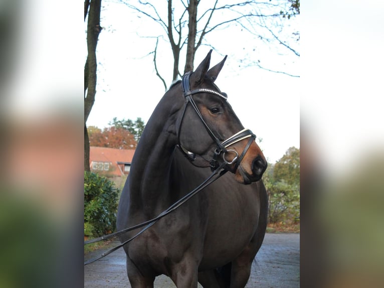 Trakehner Mare 5 years 16.1 hh Brown in Ahlerstedt