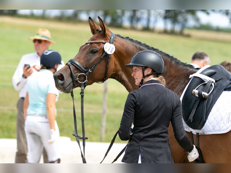 Trakehner Mare 5 years 16,1 hh Brown in Wolfhagen