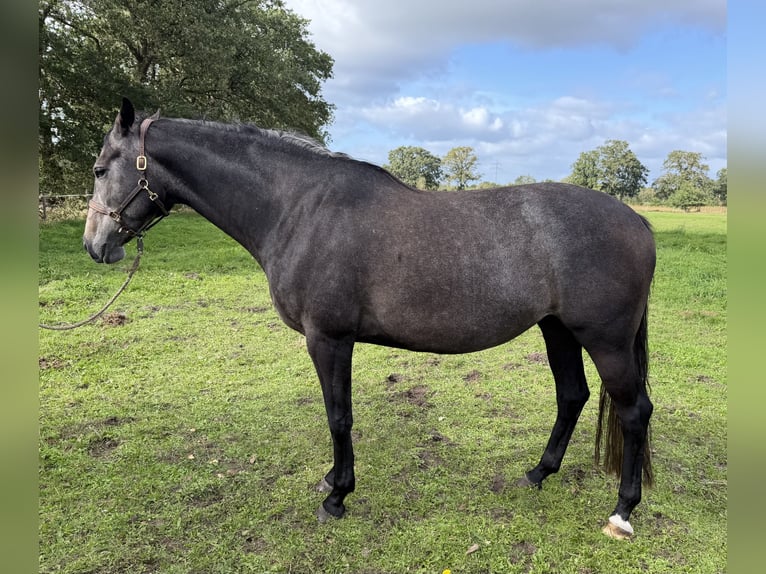 Trakehner Mare 5 years 16.1 hh  in Oldenburg