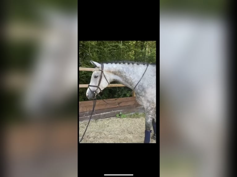 Trakehner Mare 5 years 16,1 hh Gray in Oberhausen