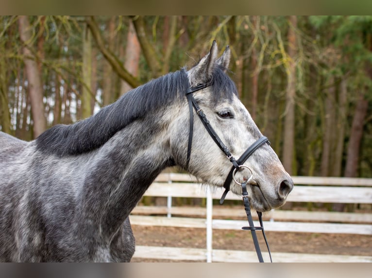 Trakehner Mare 5 years 16,1 hh Gray in Wronki