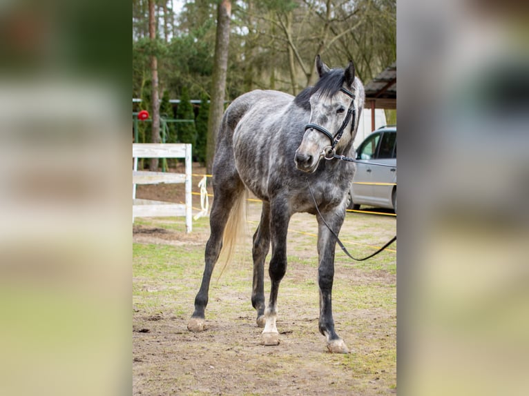 Trakehner Mare 5 years 16,1 hh Gray in Wronki