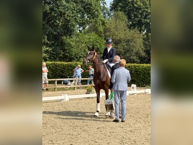 Trakehner Mare 5 years 16.1 hh Smoky-Black in Fröndenberg