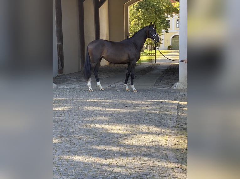 Trakehner Mare 5 years 16,2 hh Bay-Dark in Möckern