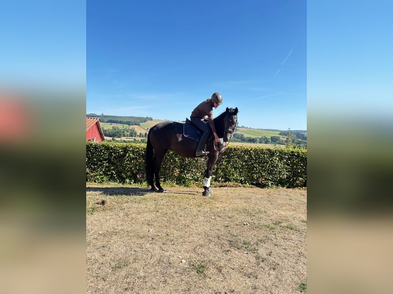 Trakehner Mare 5 years 16.2 hh Black in Aerzen
