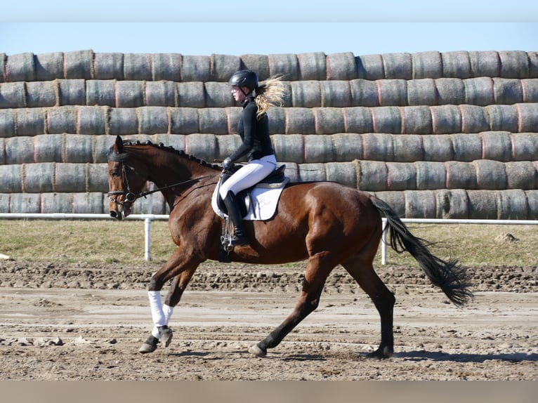 Trakehner Mare 5 years 16.2 hh Brown in Ganschow