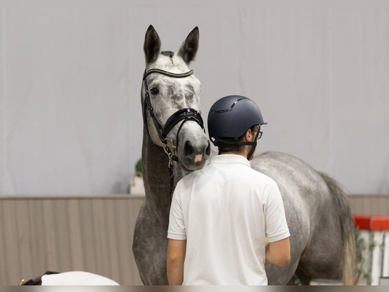 Trakehner Mare 5 years 16,2 hh Gray in Neumünster