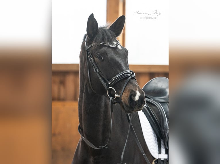 Trakehner Mare 5 years 16 hh Bay-Dark in Döhle