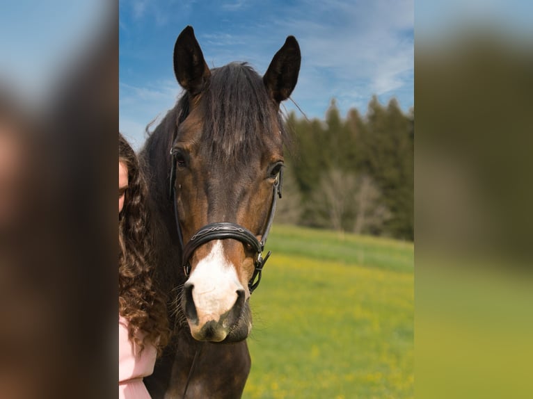 Trakehner Mare 5 years 16 hh Bay-Dark in Weitnau