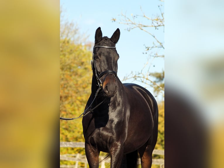 Trakehner Mare 5 years 16 hh Bay-Dark in Bodenfelde