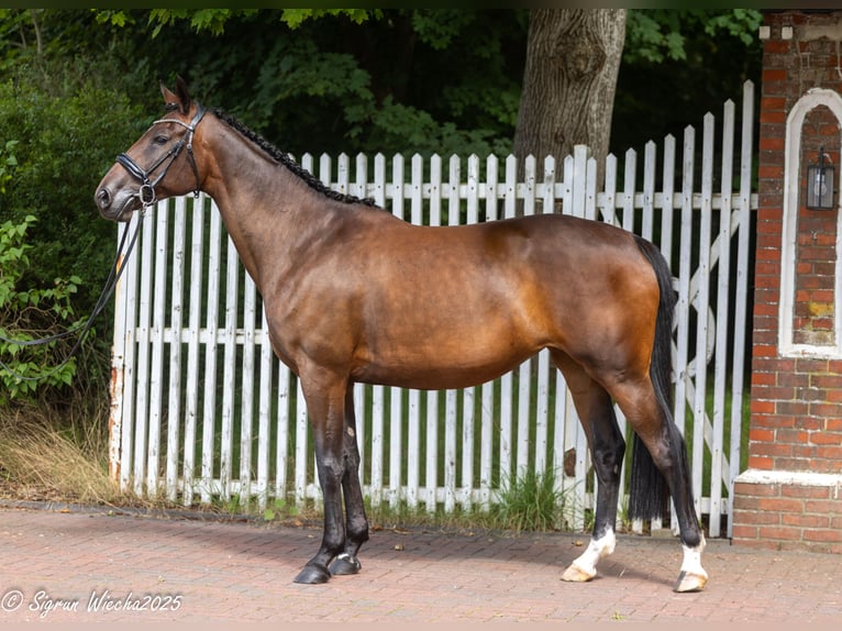 Trakehner Mare 5 years 16 hh Bay-Dark in Kleve