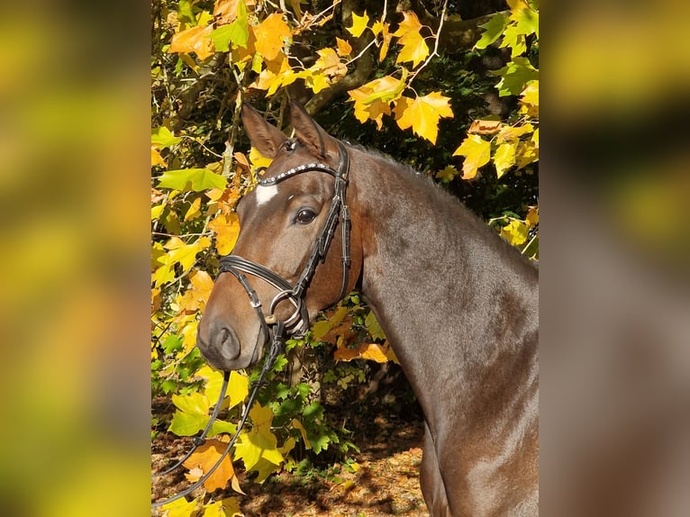 Trakehner Mare 5 years 16 hh Brown in Majenfelde