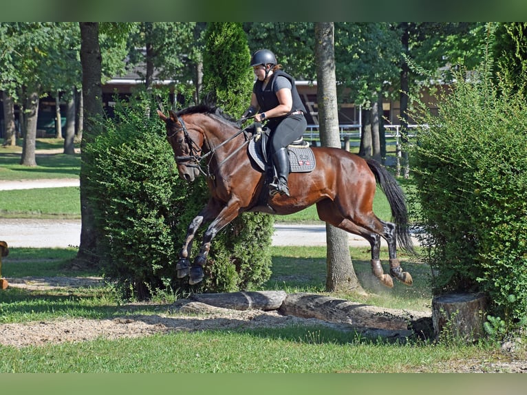 Trakehner Mare 5 years 16 hh Brown in Lengau
