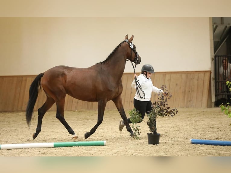 Trakehner Mare 5 years 16 hh Brown in Lengau