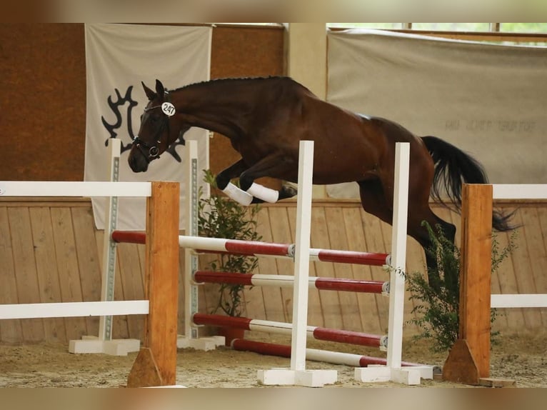 Trakehner Mare 5 years 16 hh Brown in Lengau