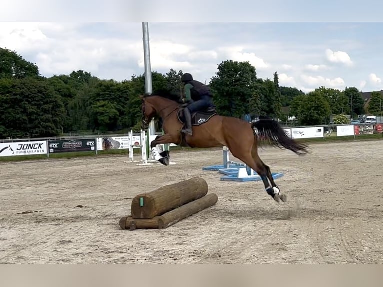Trakehner Mare 5 years 16 hh Brown in Heiligenhaus
