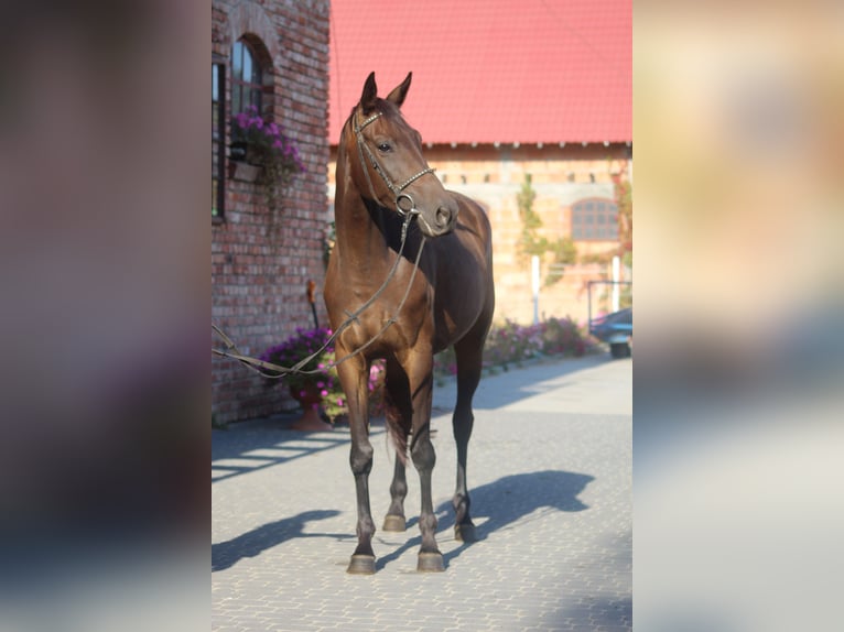 Trakehner Mare 5 years 16 hh Brown in Młynary