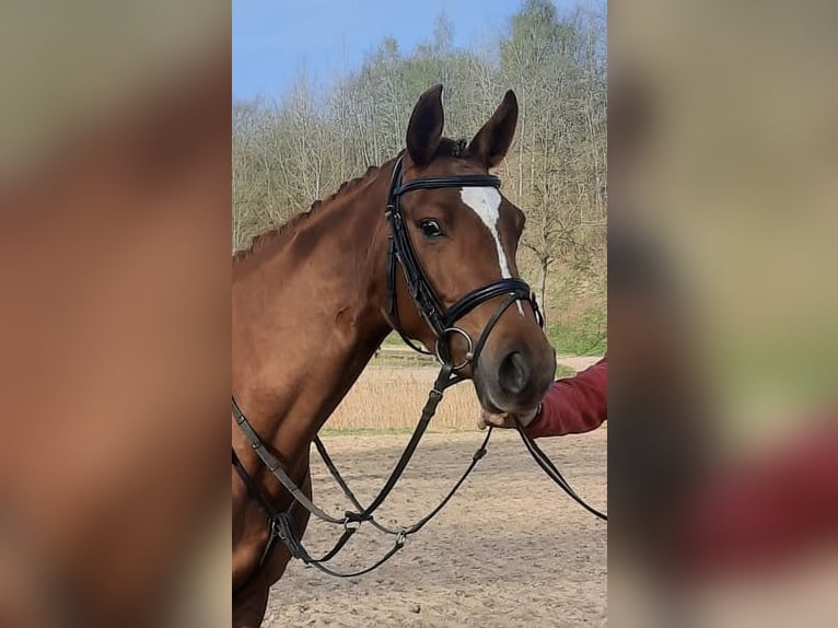 Trakehner Mare 5 years 16 hh Chestnut in Scharbeutz
