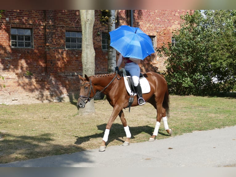 Trakehner Mare 5 years 16 hh Chestnut in Ganschow