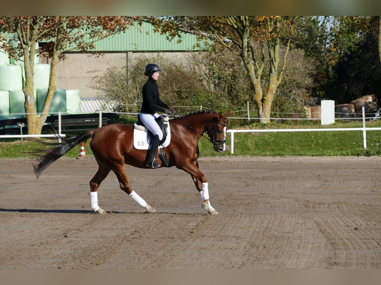 Trakehner Mare 5 years 16 hh Chestnut in Ganschow