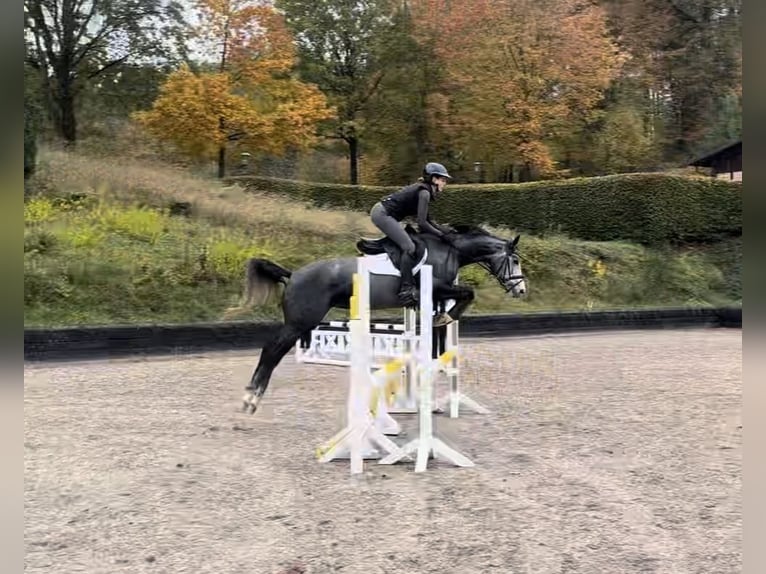Trakehner Mare 5 years 16 hh Grey in Hanstedt
