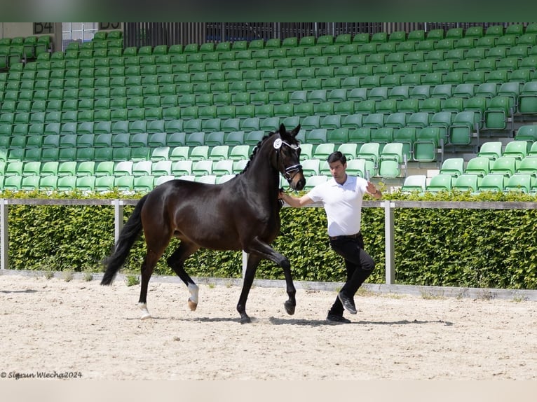 Trakehner Mare 5 years 16 hh in Ingolstadt