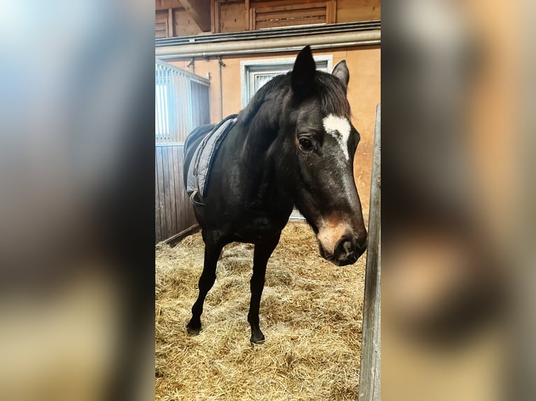 Trakehner Mare 5 years 16 hh in Ingolstadt