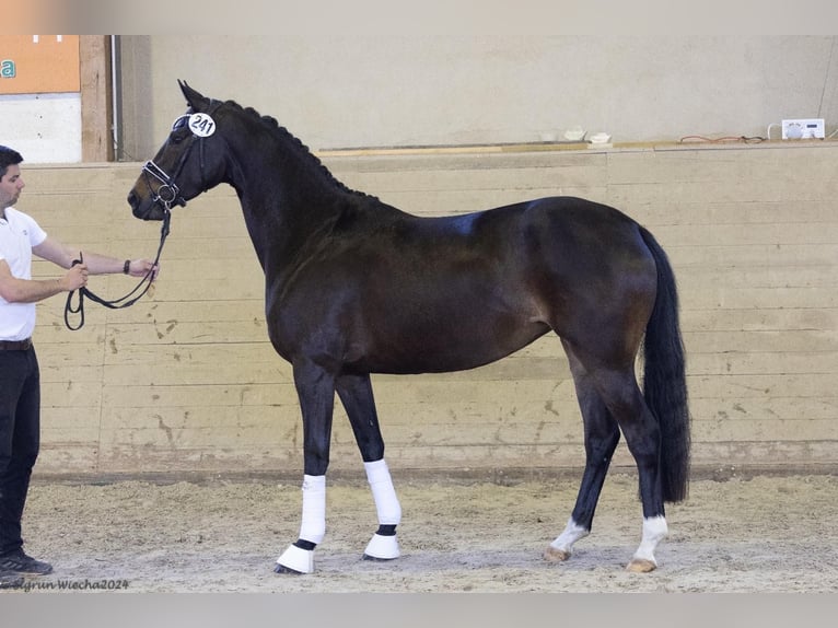 Trakehner Mare 5 years 16 hh in Ingolstadt