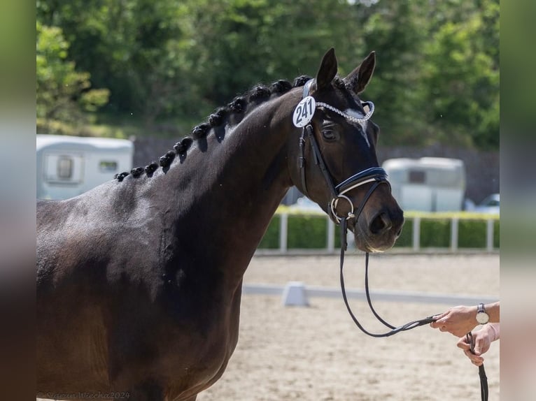 Trakehner Mare 5 years 16 hh in Ingolstadt