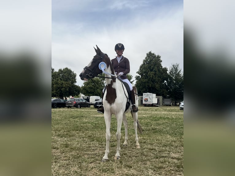 Trakehner Mare 5 years 16 hh Pinto in Oschatz