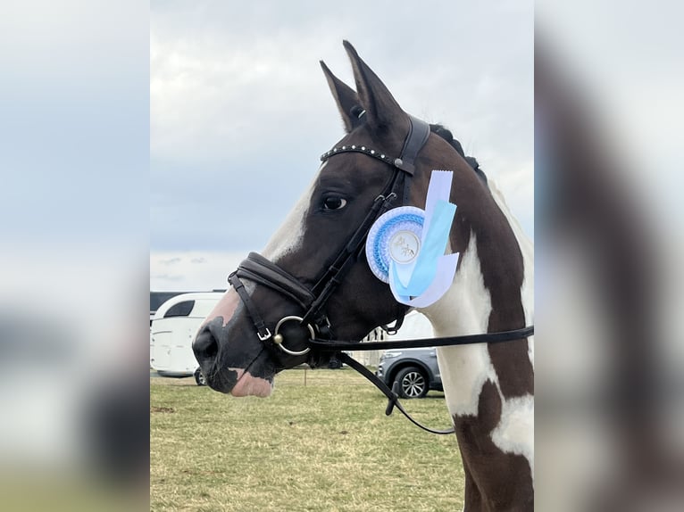 Trakehner Mare 5 years 16 hh Pinto in Oschatz