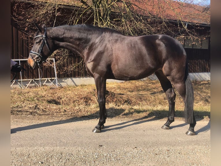 Trakehner Mare 5 years 16 hh Smoky-Black in Mehrnbach