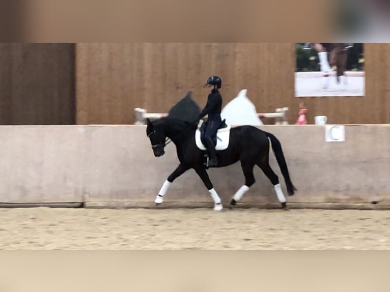 Trakehner Mare 5 years 16 hh Smoky-Black in Mehrnbach