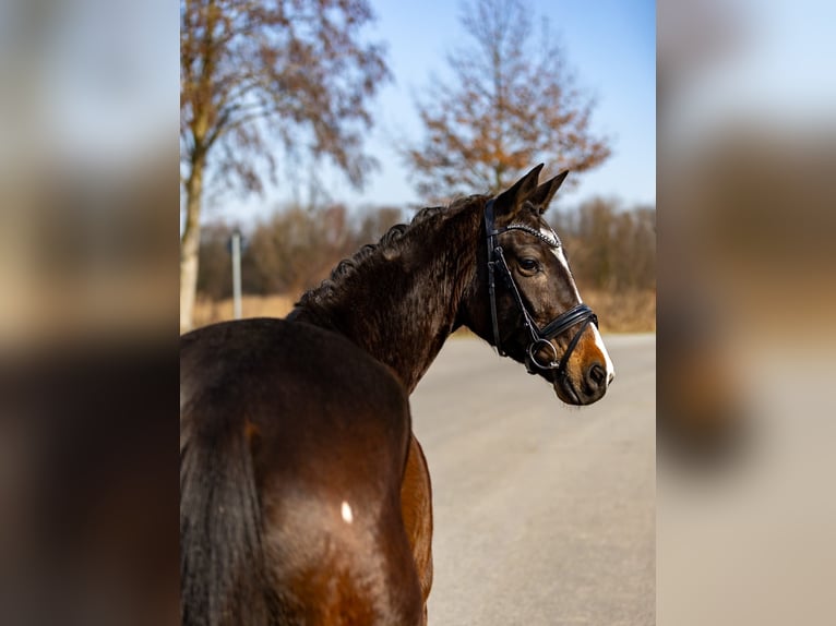 Trakehner Mare 5 years 16,1 hh Bay-Dark in Rosenheim
