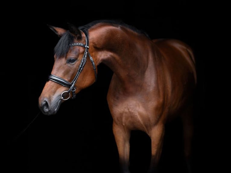 Trakehner Mare 5 years 16,1 hh Bay in Vilnius