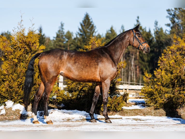 Trakehner Mare 5 years 16,1 hh Bay in Vilnius