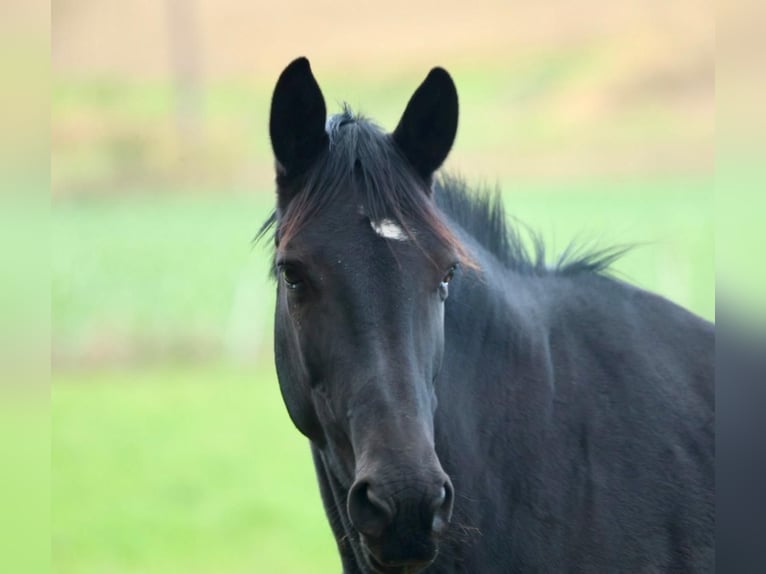 Trakehner Mare 5 years 16,1 hh Black in Aerzen