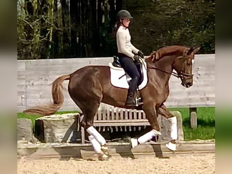 Trakehner Mare 5 years 16,1 hh Chestnut in Sauerlach