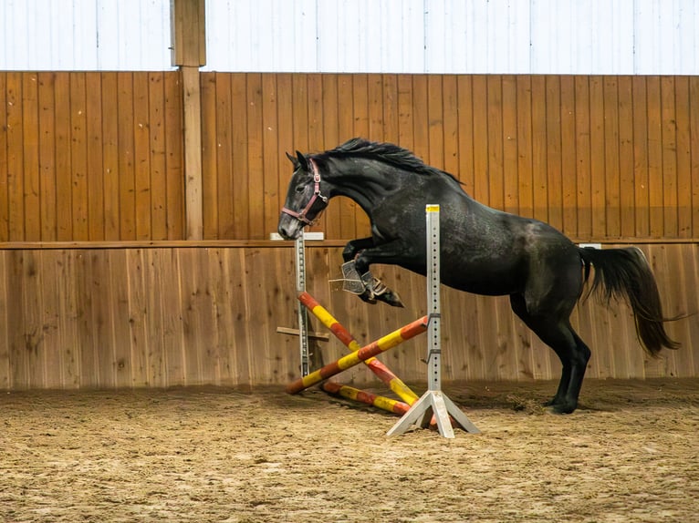 Trakehner Mare 5 years 16,1 hh Grey in Wietzendorf