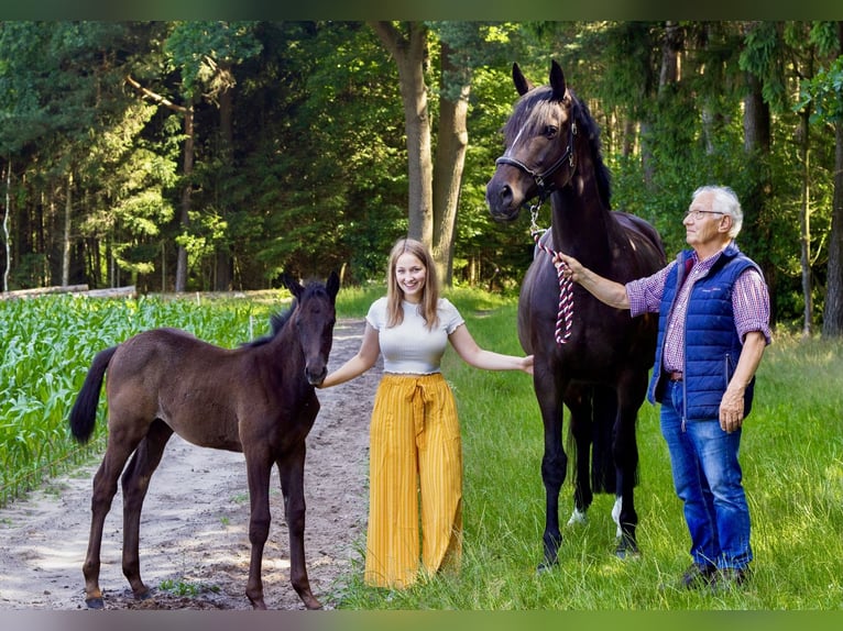 Trakehner Mare 5 years 16,1 hh Grey in Wietzendorf