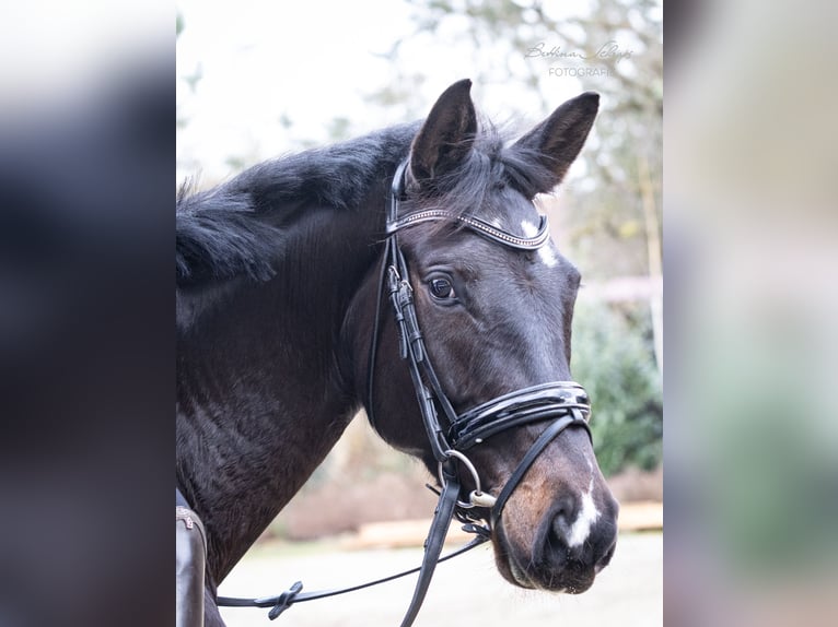Trakehner Mare 5 years 16,1 hh Smoky-Black in Döhle