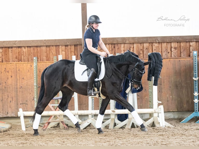 Trakehner Mare 5 years 16,1 hh Smoky-Black in Döhle