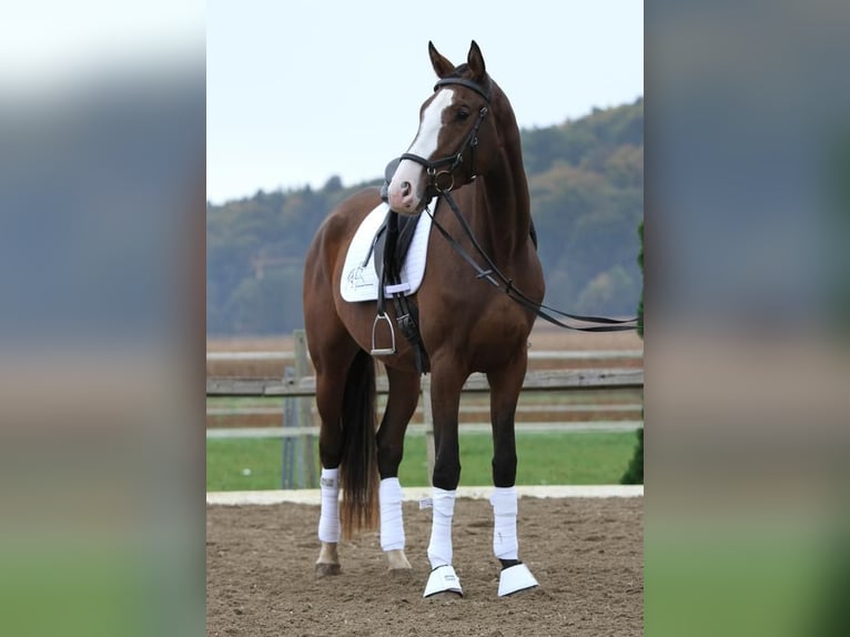 Trakehner Mare 5 years 16,2 hh Bay-Dark in Krieglach