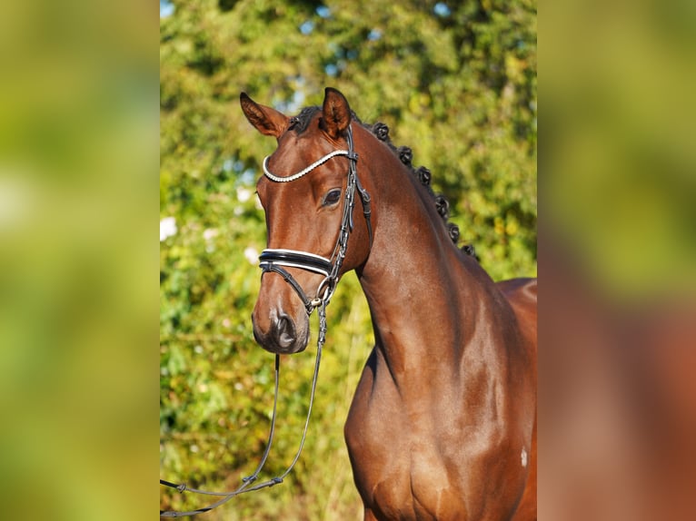 Trakehner Mare 5 years 16,2 hh Bay-Dark in Hohenfelde