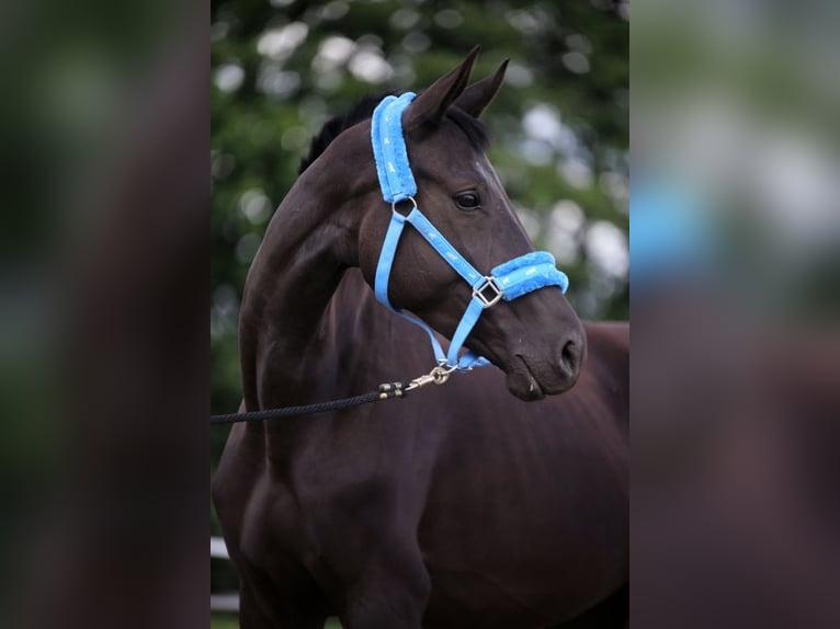 Trakehner Mare 5 years 16,2 hh Black in Karnk&#xF3;w