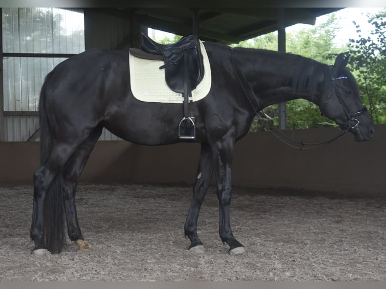 Trakehner Mare 5 years 16,2 hh Black in Stipshausen